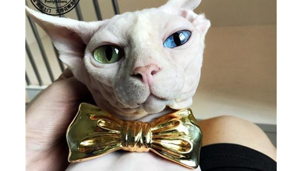 狮子座最适合养什么宠物猫？-e家网