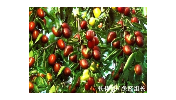 院子里养兔子的风水讲究-e家网