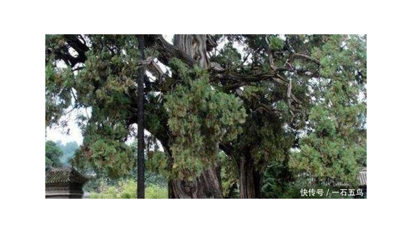 院子里种植松树的风水好处-e家网
