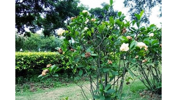阳台种植软枣树的北方风水分析-e家网