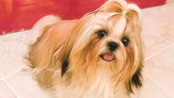 水瓶座适合饲养的宠物西施犬毛色-e家网