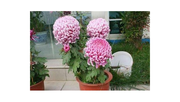 阳台种植菊花的北方风水分析-e家网
