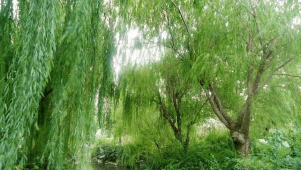 院子里种植柳树的风水好处-e家网